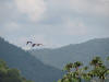 BFF2. Stann Creek Broadleaf Forest Foothills
Scarlet Macaw, Red Bank