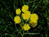30Jun: Horned Dandelion, Mile 20