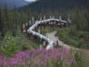 01Jul: Common Fireweed & pipeline, Mile 197
