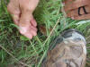 01Jul: Red-backed Vole, Mile 235