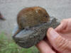 01Jul: Red-backed Vole, Mile 235