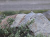 02Jul: Hoary Redpoll, Atigun Pass