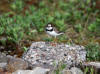 02Jul: Semipalmated Plover, Atigun Pass