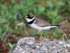 02Jul: Semipalmated Plover, Atigun Pass