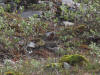 02Jul: Gray-crowned Rosy-Finch, Atigun Pass