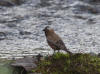 02Jul: Gray-crowned Rosy-Finch, Atigun Pass