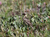 02Jul: Smith's Longspur, Mile 256
