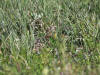 02Jul: Rock Ptarmigan, Mile 256