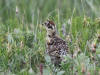 02Jul: Rock Ptarmigan chick, Mile 256