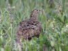 02Jul: Rock Ptarmigan, Mile 256