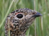 02Jul: Rock Ptarmigan, Mile 256