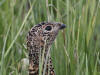 02Jul: Rock Ptarmigan, Mile 256