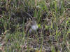 02Jul: Least Sandpiper, Mile 256