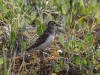 02Jul: Least Sandpiper, Mile 256