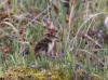 02Jul: Least Sandpiper chick, Mile 256