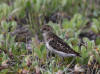02Jul: Least Sandpiper, Mile 256