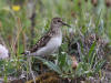 02Jul: Least Sandpiper, Mile 256