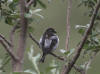 02Jul: Hoary Redpoll, Galbraith Lake, Mile 274
