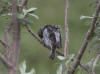 02Jul: Hoary Redpoll, Galbraith Lake, Mile 274