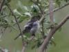 02Jul: Hoary Redpoll, Galbraith Lake, Mile 274