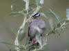 03Jul: White-crowned Sparrow, Galbraith Lake, Mile 274