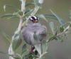 03Jul: White-crowned Sparrow, Galbraith Lake, Mile 274