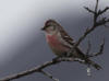 03Jul: Hoary Redpoll, Galbraith Lake, Mile 274