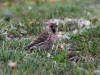 03Jul: Common Redpoll, Galbraith Lake, Mile 274
