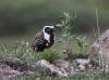 03Jul: American Golden-Plover, Galbraith Lake, Mile 274