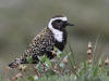 03Jul: American Golden-Plover, Galbraith Lake, Mile 274