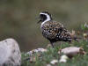 03Jul: American Golden-Plover, Galbraith Lake, Mile 274