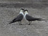 03Jul: Long-tailed Jaeger, Galbraith Lake, Mile 274