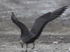 03Jul: Long-tailed Jaeger, Galbraith Lake, Mile 274