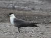 03Jul: Long-tailed Jaeger, Galbraith Lake, Mile 274