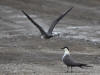 03Jul: Long-tailed Jaeger, Galbraith Lake, Mile 274