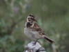 03Jul: Lapland Longspur, Galbraith Lake, Mile 274