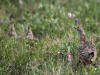 03Jul: Rock Ptarmigan with chicks, Toolik Lake, Mile 284