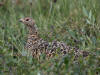 03Jul: Rock Ptarmigan (female), Toolik Lake, Mile 284