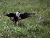 03Jul: Long-tailed Jaeger attacking Rock Ptarmigan chick, Toolik Lake