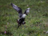 03Jul: Long-tailed Jaeger, Toolik Lake, Mile 284