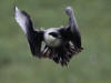 03Jul: Long-tailed Jaeger, Toolik Lake, Mile 284