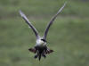 03Jul: Long-tailed Jaeger, Toolik Lake, Mile 284
