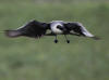 03Jul: Long-tailed Jaeger, Toolik Lake, Mile 284