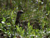 03Jul: Rock Ptarmigan (male), Toolik Lake, Mile 284