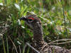 03Jul: Rock Ptarmigan (male), Toolik Lake, Mile 284