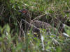 03Jul: Rock Ptarmigan (male), Toolik Lake, Mile 284