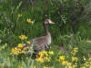 03Jul: Greater White-fronted Goose, Ice Cut, Mile 325