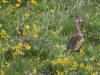 03Jul: Greater White-fronted Goose, Ice Cut, Mile 325