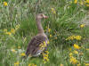 03Jul: Greater White-fronted Goose, Ice Cut, Mile 325