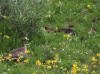 03Jul: Greater White-fronted Goose with chicks, Ice Cut